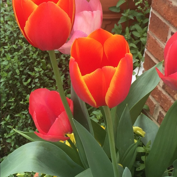 Meet your Posher, Bernice - Picture 9 of 12